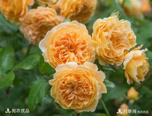 50種經(jīng)典月季品種全整理，南陽(yáng)月季花開(kāi)美爆了！一定要養(圖5)