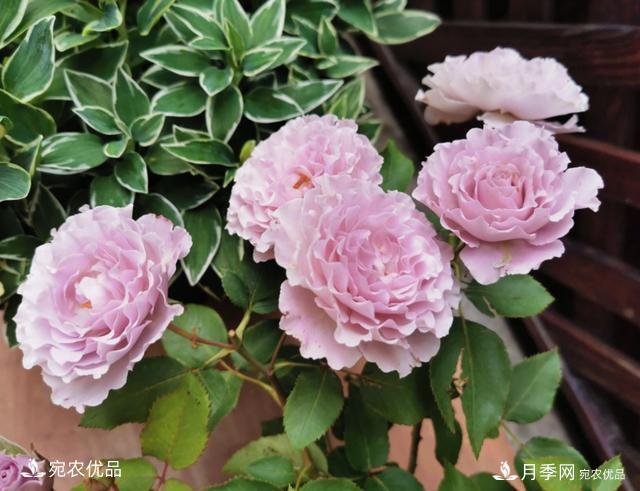 50種經(jīng)典月季品種全整理，南陽(yáng)月季花開(kāi)美爆了！一定要養(圖11)