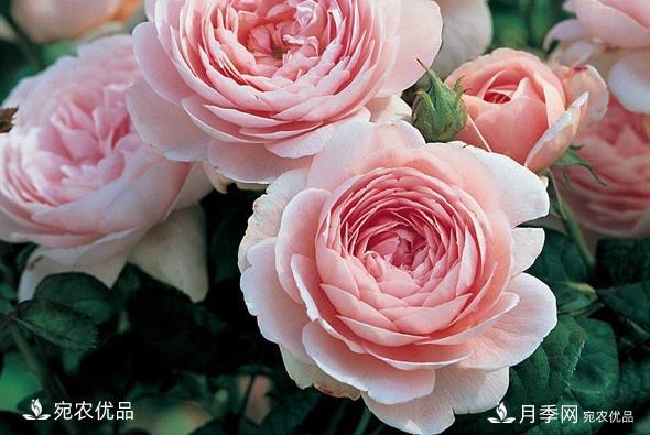 50種經(jīng)典月季品種全整理，南陽(yáng)月季花開(kāi)美爆了！一定要養(圖15)