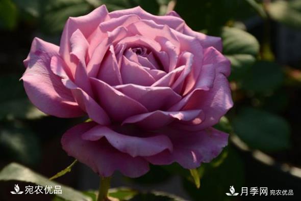 50種經(jīng)典月季品種全整理，南陽(yáng)月季花開(kāi)美爆了！一定要養(圖16)