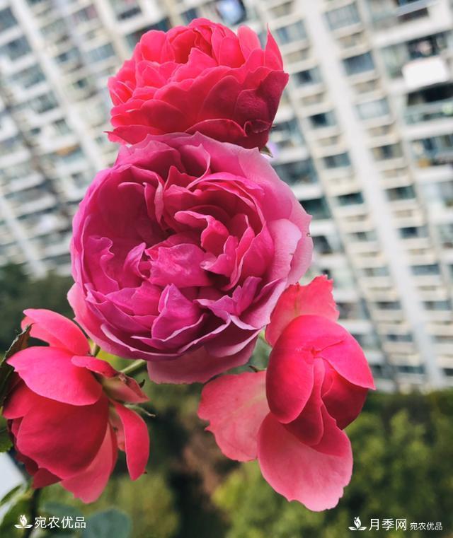 50種經(jīng)典月季品種全整理，南陽(yáng)月季花開(kāi)美爆了！一定要養(圖7)