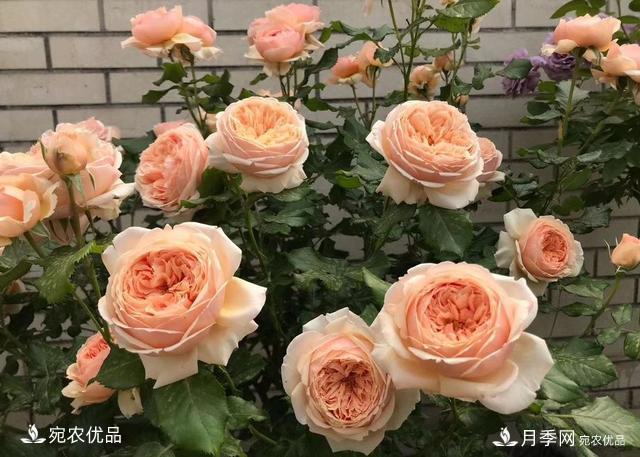50種經(jīng)典月季品種全整理，南陽(yáng)月季花開(kāi)美爆了！一定要養(圖6)