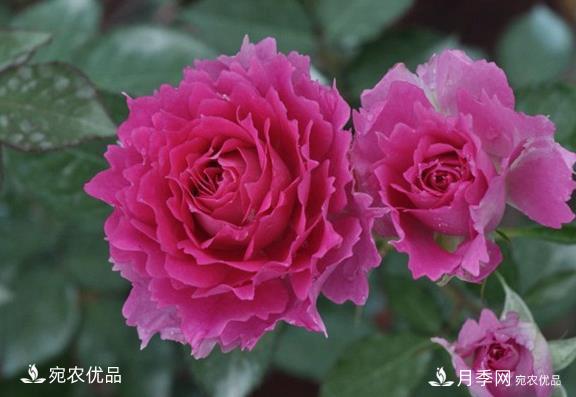 50種經(jīng)典月季品種全整理，南陽(yáng)月季花開(kāi)美爆了！一定要養(圖12)