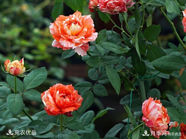 50種經(jīng)典月季品種全整理，南陽(yáng)月季花開(kāi)美爆了！一定要養(圖29)