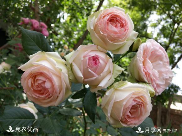 50種經(jīng)典月季品種全整理，南陽(yáng)月季花開(kāi)美爆了！一定要養(圖23)