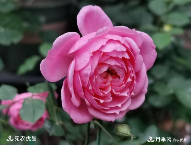 50種經(jīng)典月季品種全整理，南陽(yáng)月季花開(kāi)美爆了！一定要養(圖18)