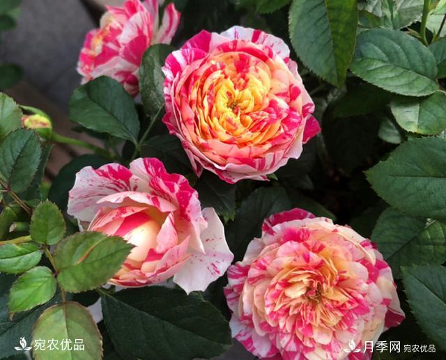 50種經(jīng)典月季品種全整理，南陽(yáng)月季花開(kāi)美爆了！一定要養(圖27)