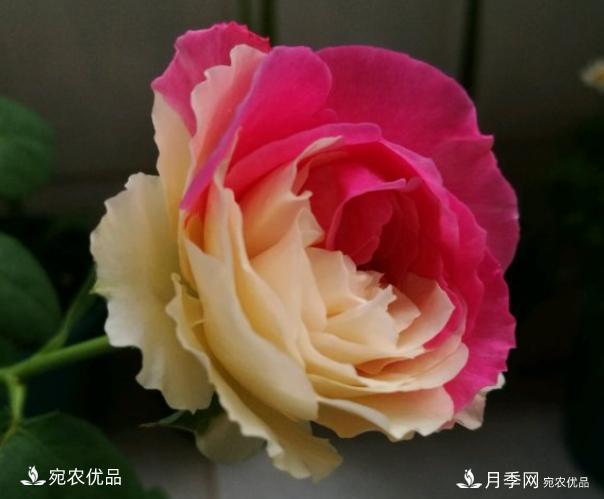 50種經(jīng)典月季品種全整理，南陽(yáng)月季花開(kāi)美爆了！一定要養(圖30)