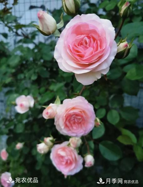 50種經(jīng)典月季品種全整理，南陽(yáng)月季花開(kāi)美爆了！一定要養(圖24)