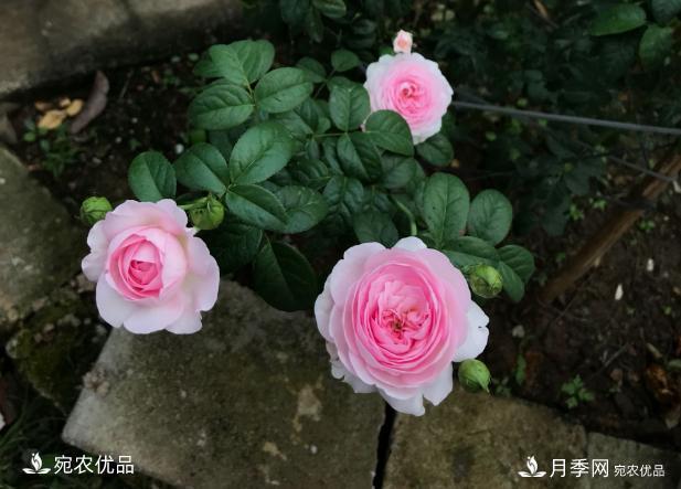 50種經(jīng)典月季品種全整理，南陽(yáng)月季花開(kāi)美爆了！一定要養(圖22)