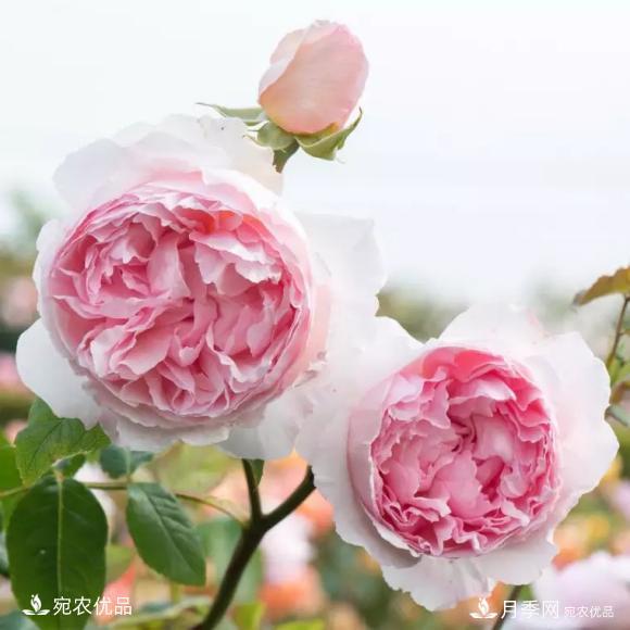 50種經(jīng)典月季品種全整理，南陽(yáng)月季花開(kāi)美爆了！一定要養(圖21)