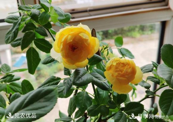 50種經(jīng)典月季品種全整理，南陽(yáng)月季花開(kāi)美爆了！一定要養(圖19)