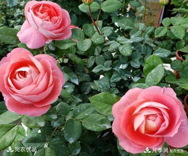 50種經(jīng)典月季品種全整理，南陽(yáng)月季花開(kāi)美爆了！一定要養(圖20)