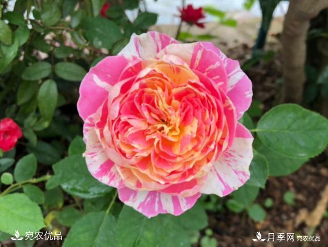 50種經(jīng)典月季品種全整理，南陽(yáng)月季花開(kāi)美爆了！一定要養(圖25)