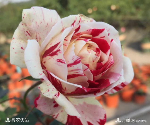 50種經(jīng)典月季品種全整理，南陽(yáng)月季花開(kāi)美爆了！一定要養(圖31)
