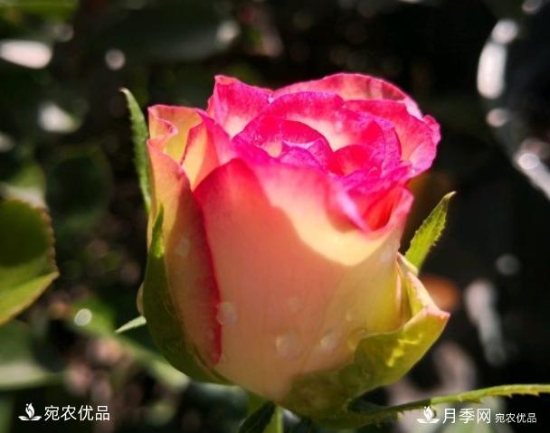 50種經(jīng)典月季品種全整理，南陽(yáng)月季花開(kāi)美爆了！一定要養(圖26)