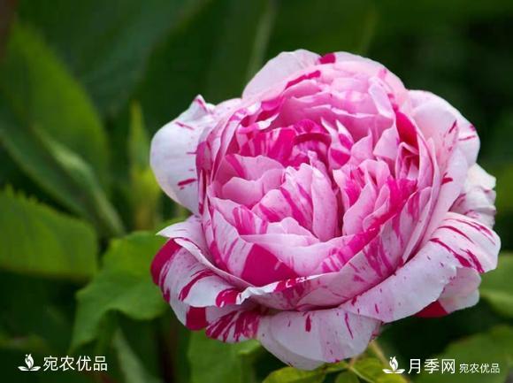 50種經(jīng)典月季品種全整理，南陽(yáng)月季花開(kāi)美爆了！一定要養(圖33)