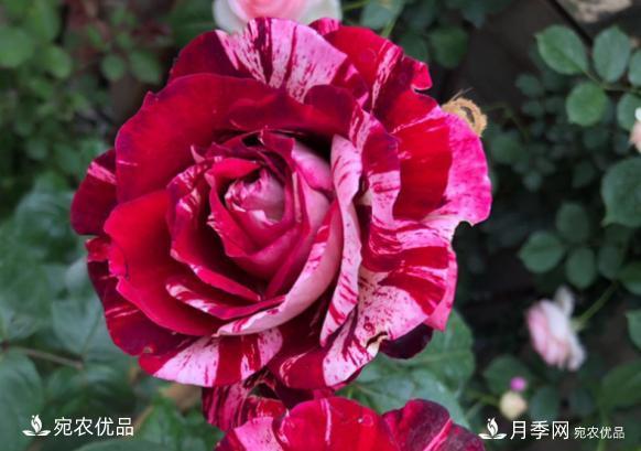 50種經(jīng)典月季品種全整理，南陽(yáng)月季花開(kāi)美爆了！一定要養(圖36)