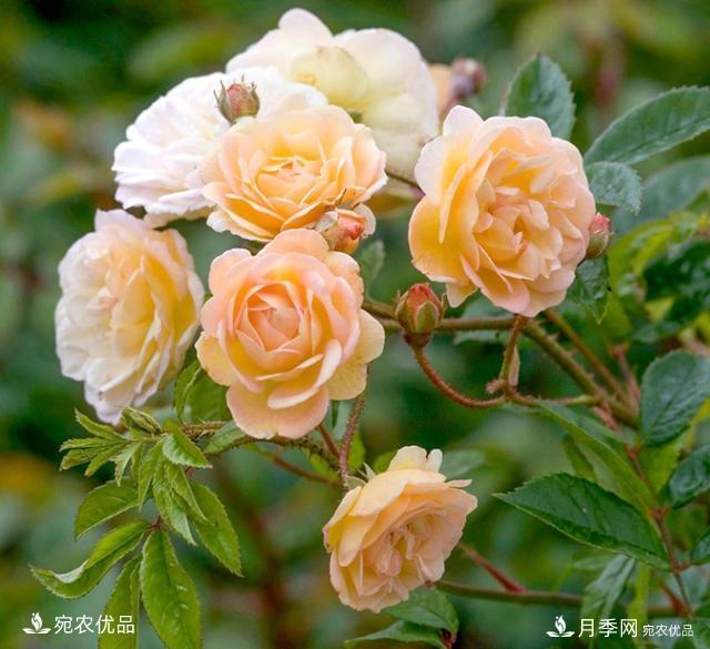 50種經(jīng)典月季品種全整理，南陽(yáng)月季花開(kāi)美爆了！一定要養(圖32)