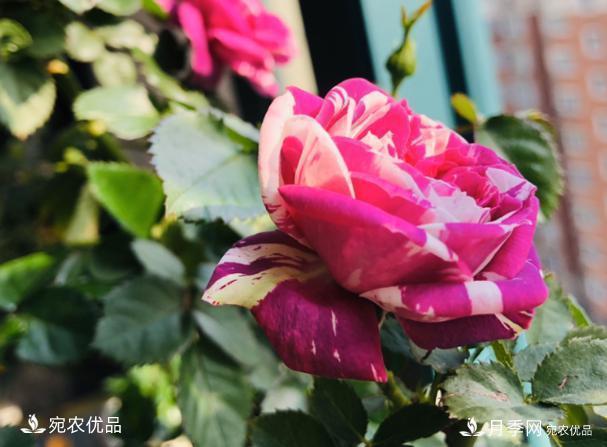 50種經(jīng)典月季品種全整理，南陽(yáng)月季花開(kāi)美爆了！一定要養(圖39)