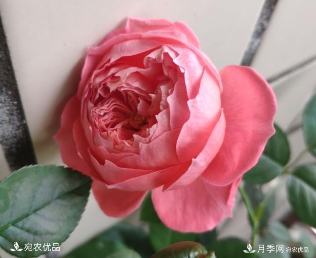 50種經(jīng)典月季品種全整理，南陽(yáng)月季花開(kāi)美爆了！一定要養(圖43)