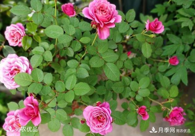 50種經(jīng)典月季品種全整理，南陽(yáng)月季花開(kāi)美爆了！一定要養(圖38)