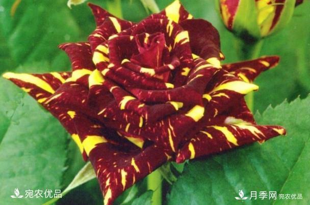 50種經(jīng)典月季品種全整理，南陽(yáng)月季花開(kāi)美爆了！一定要養(圖37)