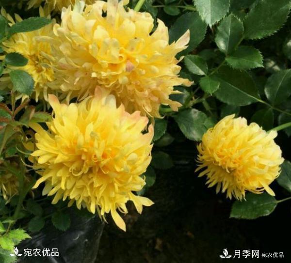 50種經(jīng)典月季品種全整理，南陽(yáng)月季花開(kāi)美爆了！一定要養(圖41)