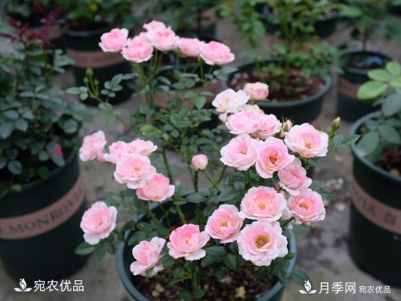 50種經(jīng)典月季品種全整理，南陽(yáng)月季花開(kāi)美爆了！一定要養(圖40)