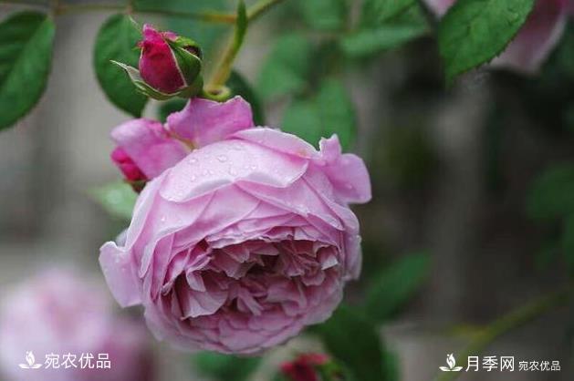50種經(jīng)典月季品種全整理，南陽(yáng)月季花開(kāi)美爆了！一定要養(圖44)