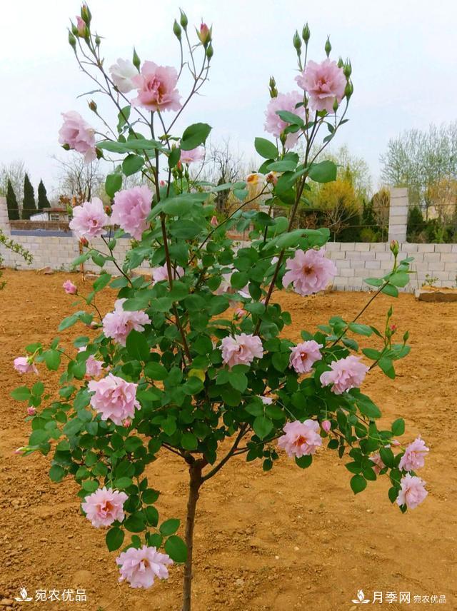 50種經(jīng)典月季品種全整理，南陽(yáng)月季花開(kāi)美爆了！一定要養(圖34)