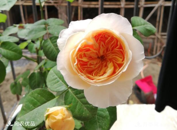 50種經(jīng)典月季品種全整理，南陽(yáng)月季花開(kāi)美爆了！一定要養(圖46)