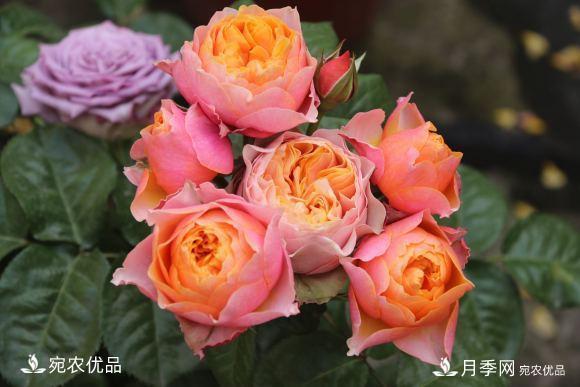 50種經(jīng)典月季品種全整理，南陽(yáng)月季花開(kāi)美爆了！一定要養(圖45)