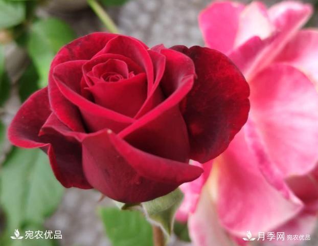 50種經(jīng)典月季品種全整理，南陽(yáng)月季花開(kāi)美爆了！一定要養(圖49)