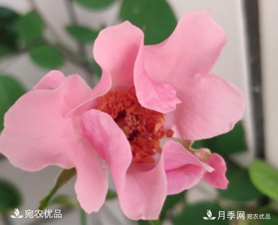 50種經(jīng)典月季品種全整理，南陽(yáng)月季花開(kāi)美爆了！一定要養(圖48)
