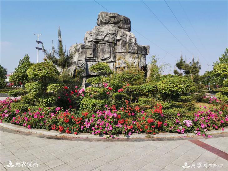 從南陽(yáng)內鄉縣月季主題公園看內鄉月季產(chǎn)業(yè)發(fā)展(圖5)