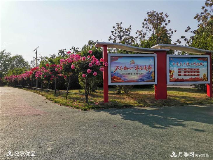 從南陽(yáng)內鄉縣月季主題公園看內鄉月季產(chǎn)業(yè)發(fā)展(圖2)