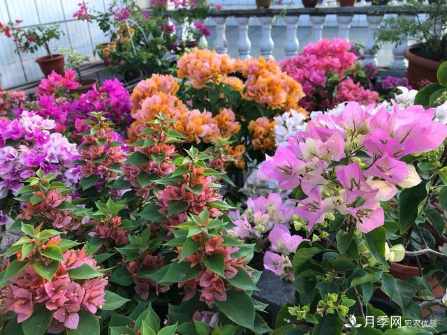 三角梅養護方法，花期長(cháng)達200天，花色鮮艷變花園(圖1)