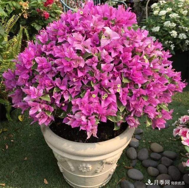 三角梅養護方法，花期長(cháng)達200天，花色鮮艷變花園(圖3)