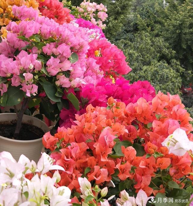 三角梅養護方法，花期長(cháng)達200天，花色鮮艷變花園(圖2)