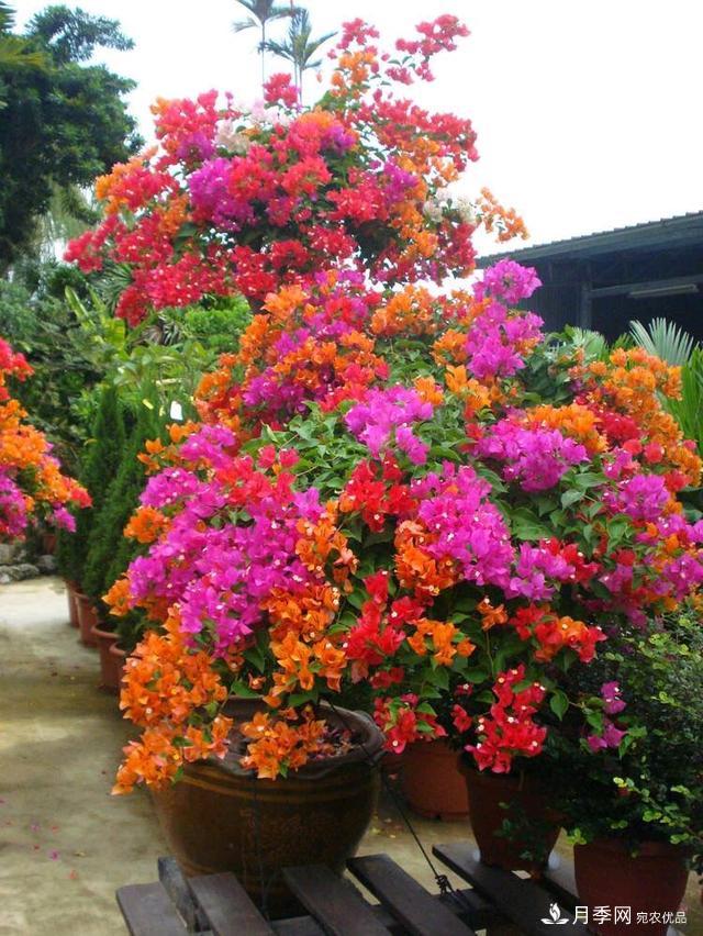 三角梅養護方法，花期長(cháng)達200天，花色鮮艷變花園(圖5)