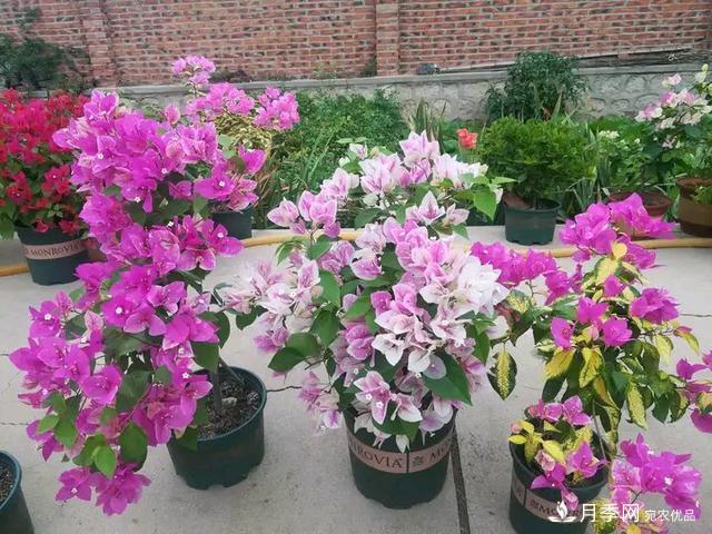 三角梅養護方法，花期長(cháng)達200天，花色鮮艷變花園(圖6)