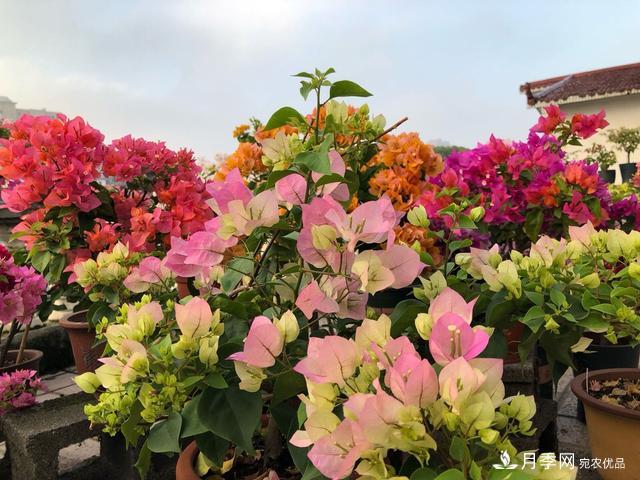 三角梅養護方法，花期長(cháng)達200天，花色鮮艷變花園(圖7)