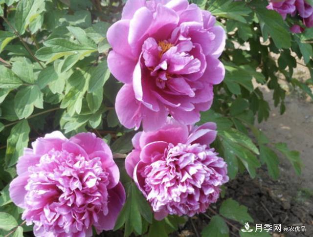 有一種花栽培歷史已有1500年，有國色天香之稱(chēng)，花朵艷麗(圖1)