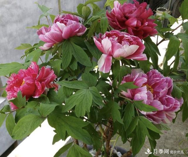 有一種花栽培歷史已有1500年，有國色天香之稱(chēng)，花朵艷麗(圖3)