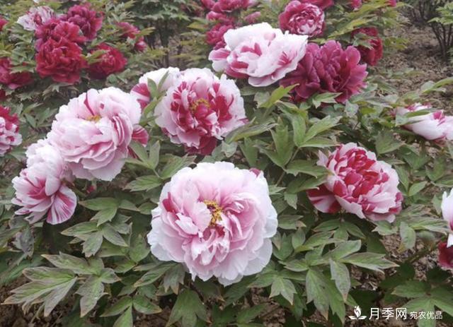 有一種花栽培歷史已有1500年，有國色天香之稱(chēng)，花朵艷麗(圖5)