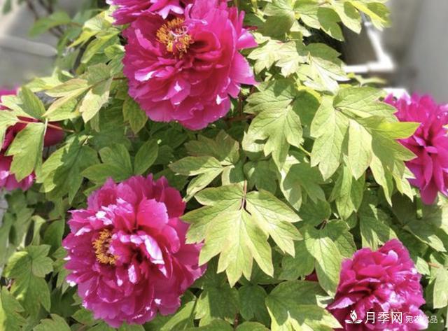 有一種花栽培歷史已有1500年，有國色天香之稱(chēng)，花朵艷麗(圖4)