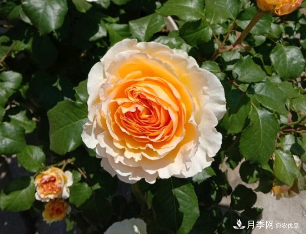 月季夏天會(huì )變丑？這8種耐熱月季，越開(kāi)越好看！(圖3)