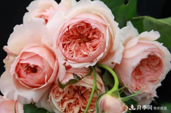 月季夏天會(huì )變丑？這8種耐熱月季，越開(kāi)越好看！(圖7)
