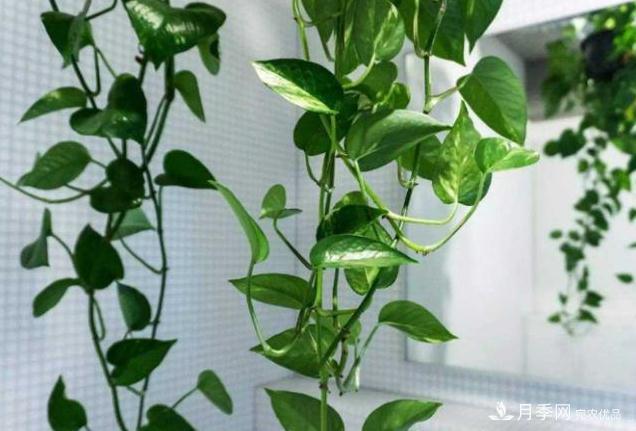 千位花友票選，10種***好養護的花卉，你們都養了沒(méi)？(圖1)